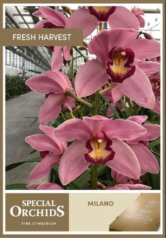 Срезанные цветы оптом Cymbidium pink milano от 9шт из Голландии с доставкой по России