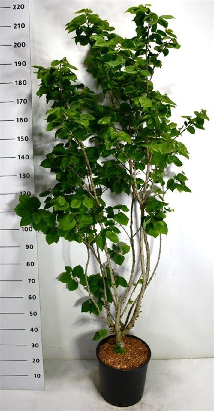 Горшечные цветы и растения оптом Cercis Chin Avondale от 1шт из Голландии с доставкой по России