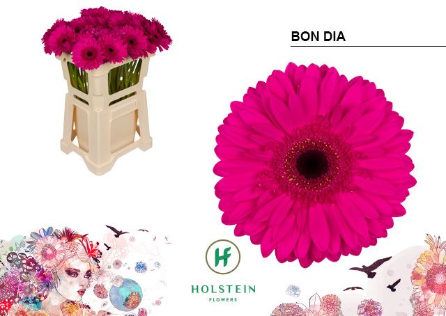 Срезанные цветы оптом Gerbera bon dia от 40шт из Голландии с доставкой по России