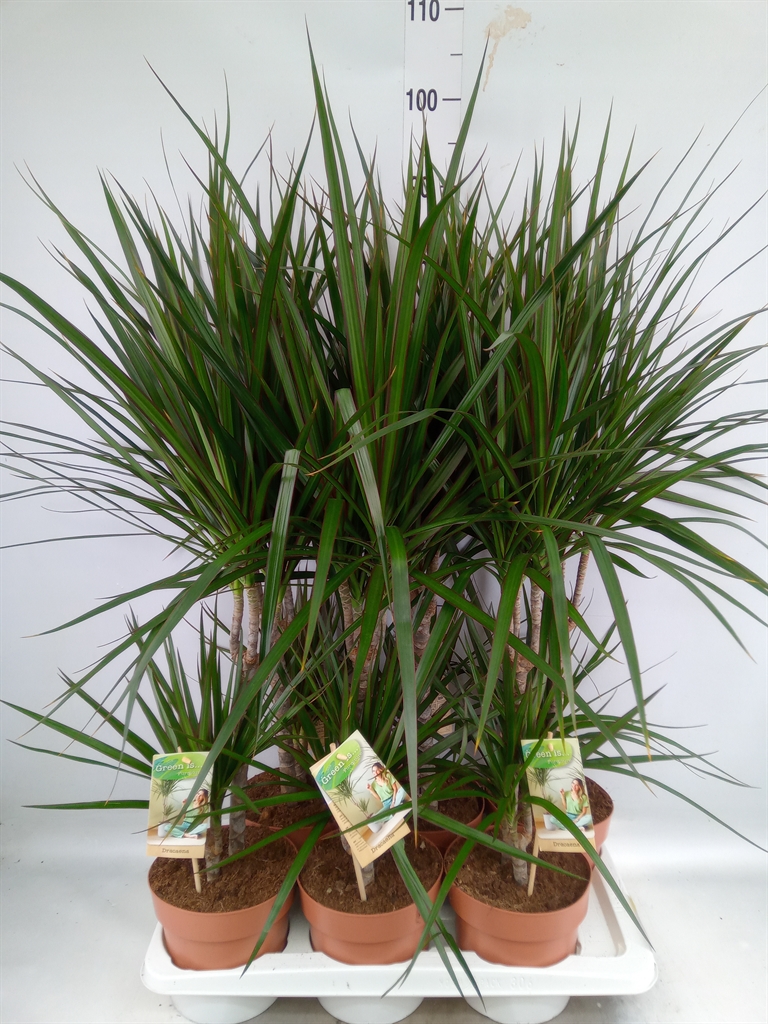 Горшечные цветы и растения оптом Dracaena Marg. от 6шт из Голландии с доставкой по России