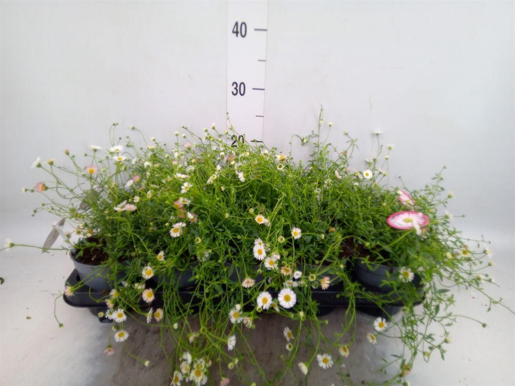 Горшечные цветы и растения оптом Erigeron Karvinskianus от 10шт из Голландии с доставкой по России