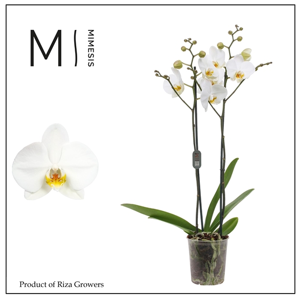 Горшечные цветы и растения оптом Phal 2st London 16+ Mimesis (orchid Growers) от 10шт из Голландии с доставкой по России