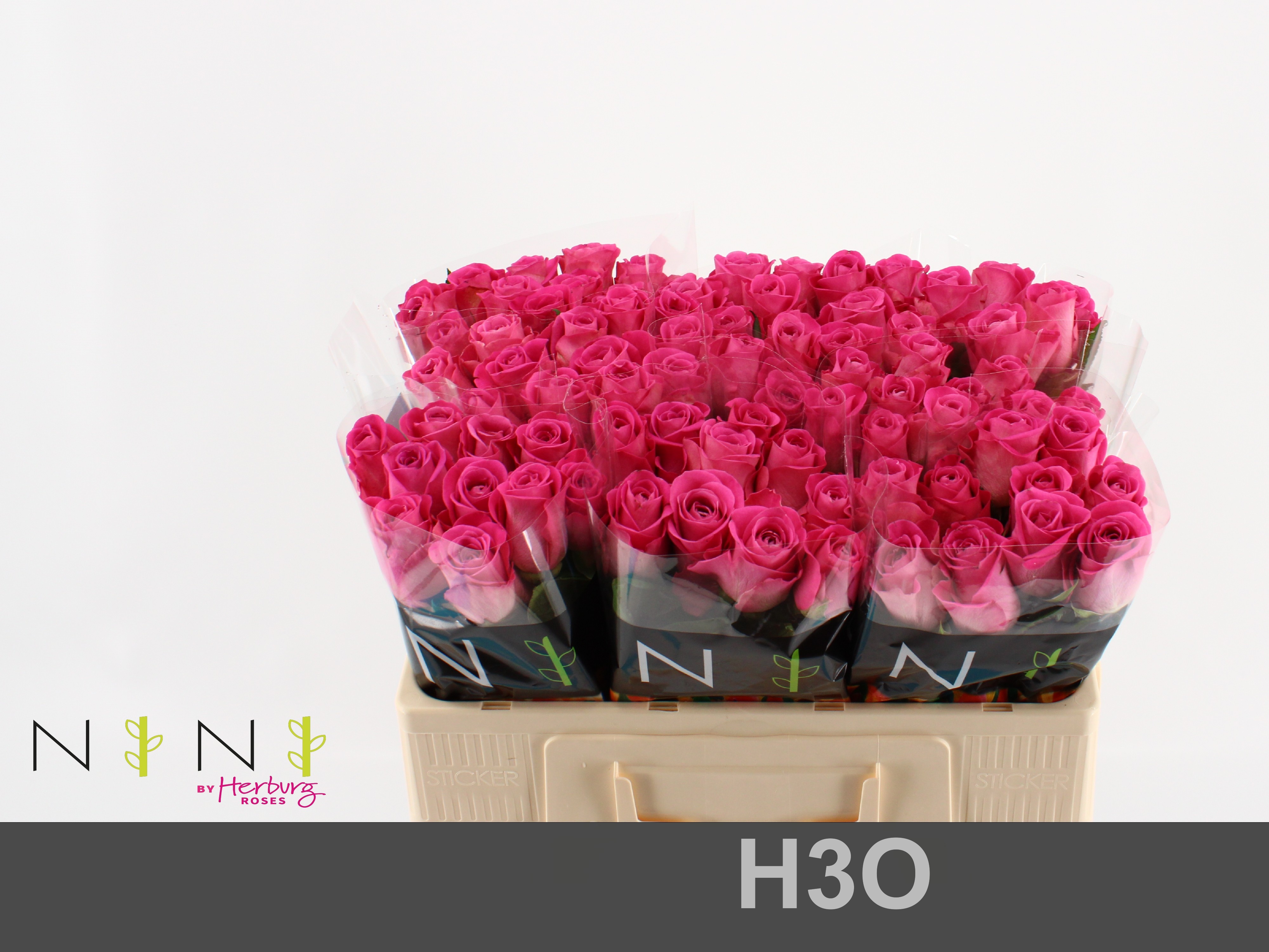 Срезанные цветы оптом Rosa large h3o от 80шт. из Голландии с доставкой по России