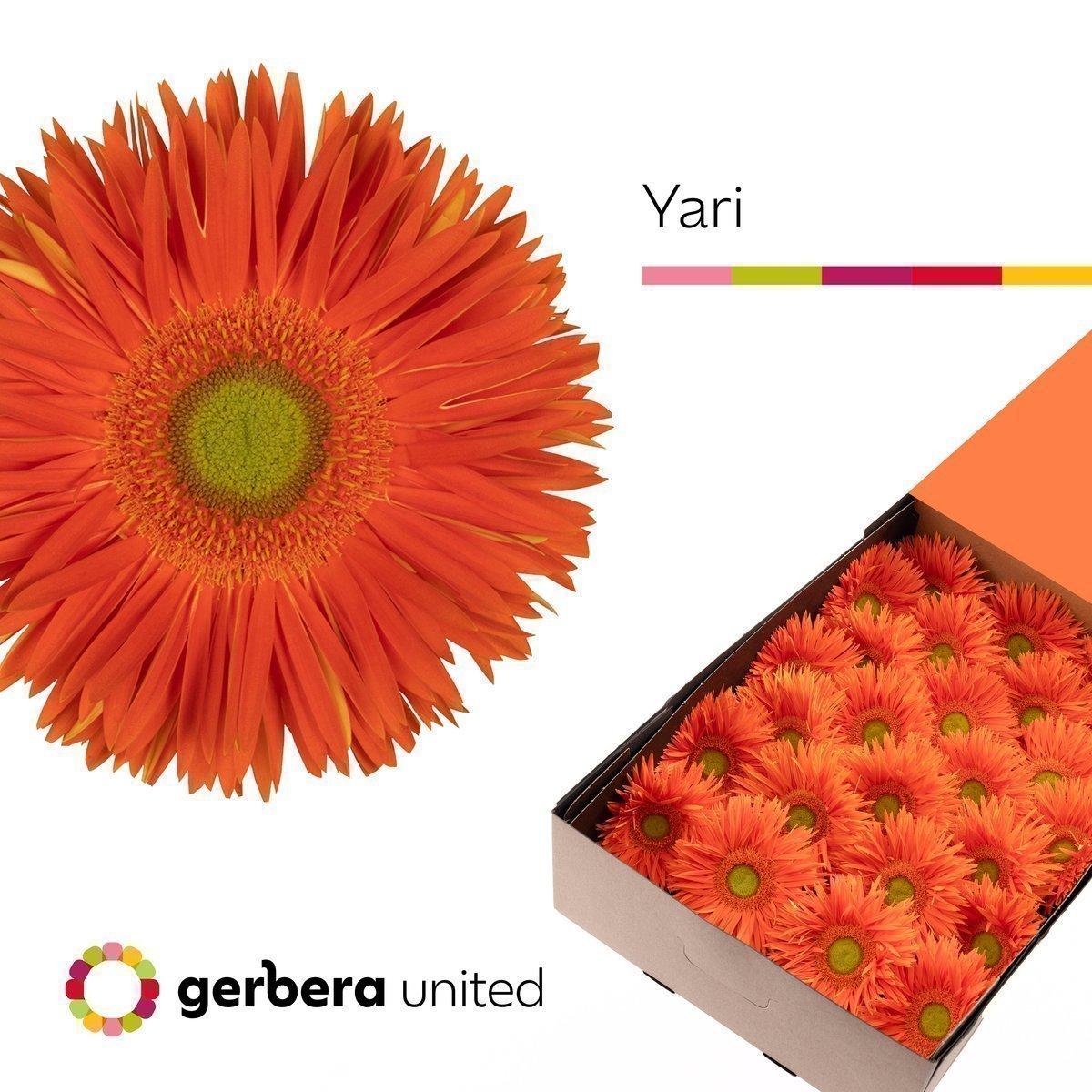 Срезанные цветы оптом Gerbera yari+ от 50шт. из Голландии с доставкой по России
