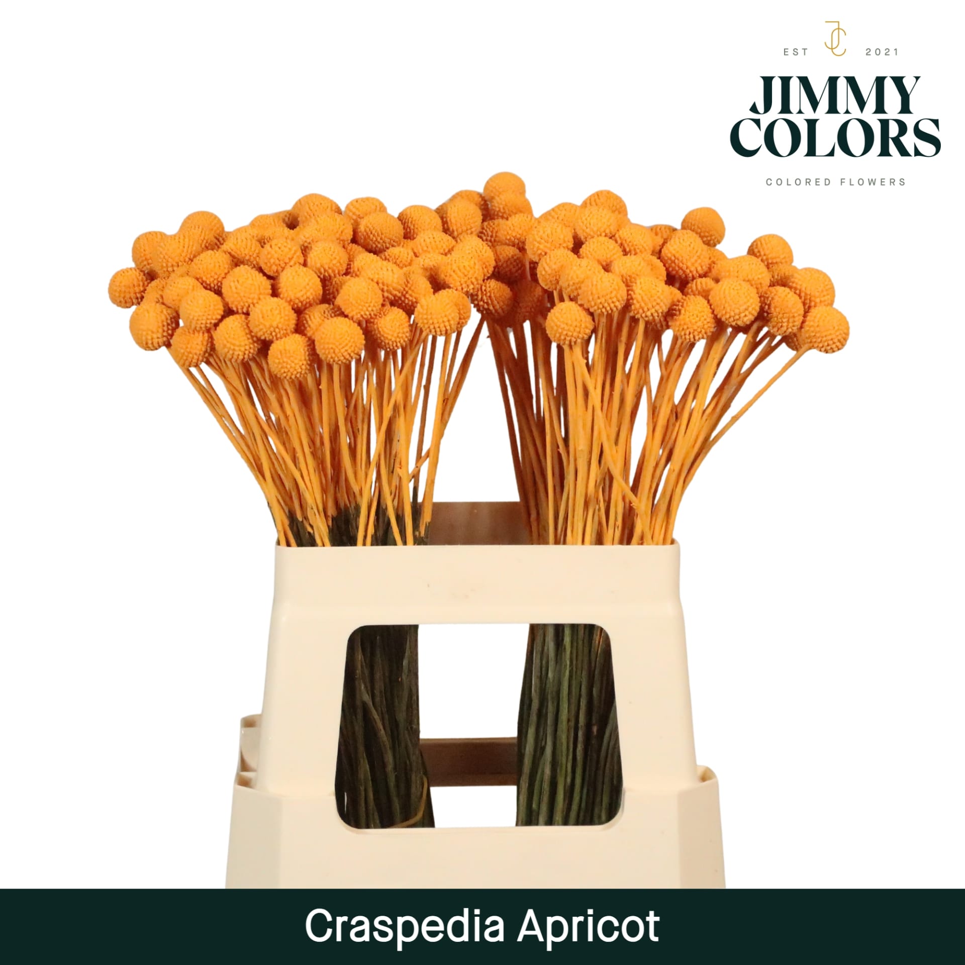 Срезанные цветы оптом Craspedia paint apricot от 200шт из Голландии с доставкой по России