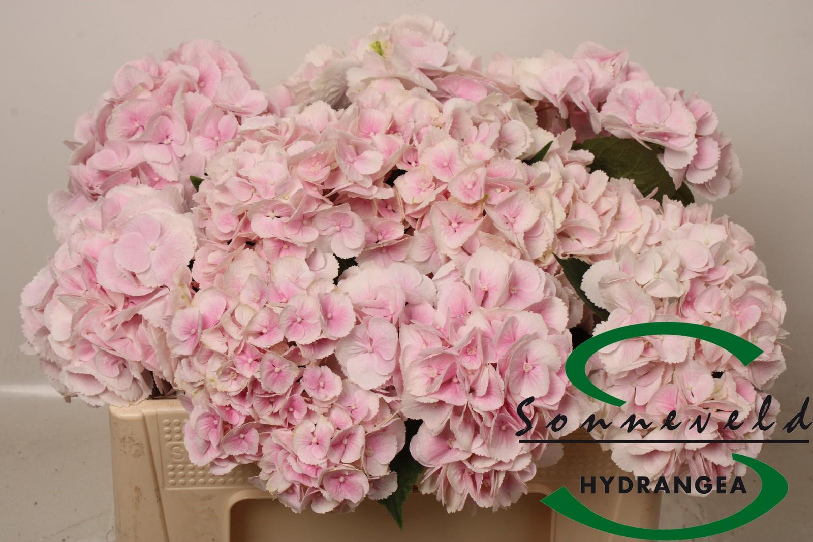 Срезанные цветы оптом Hydrangea royal bliss от 10шт из Голландии с доставкой по России