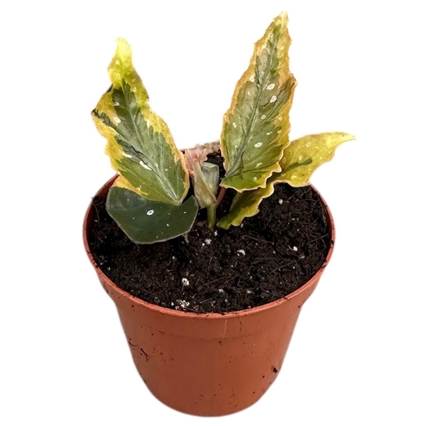 Горшечные цветы и растения оптом Begonia Dainty Spray Sport Variegated от 1шт (для телеги) из Голландии с доставкой по России