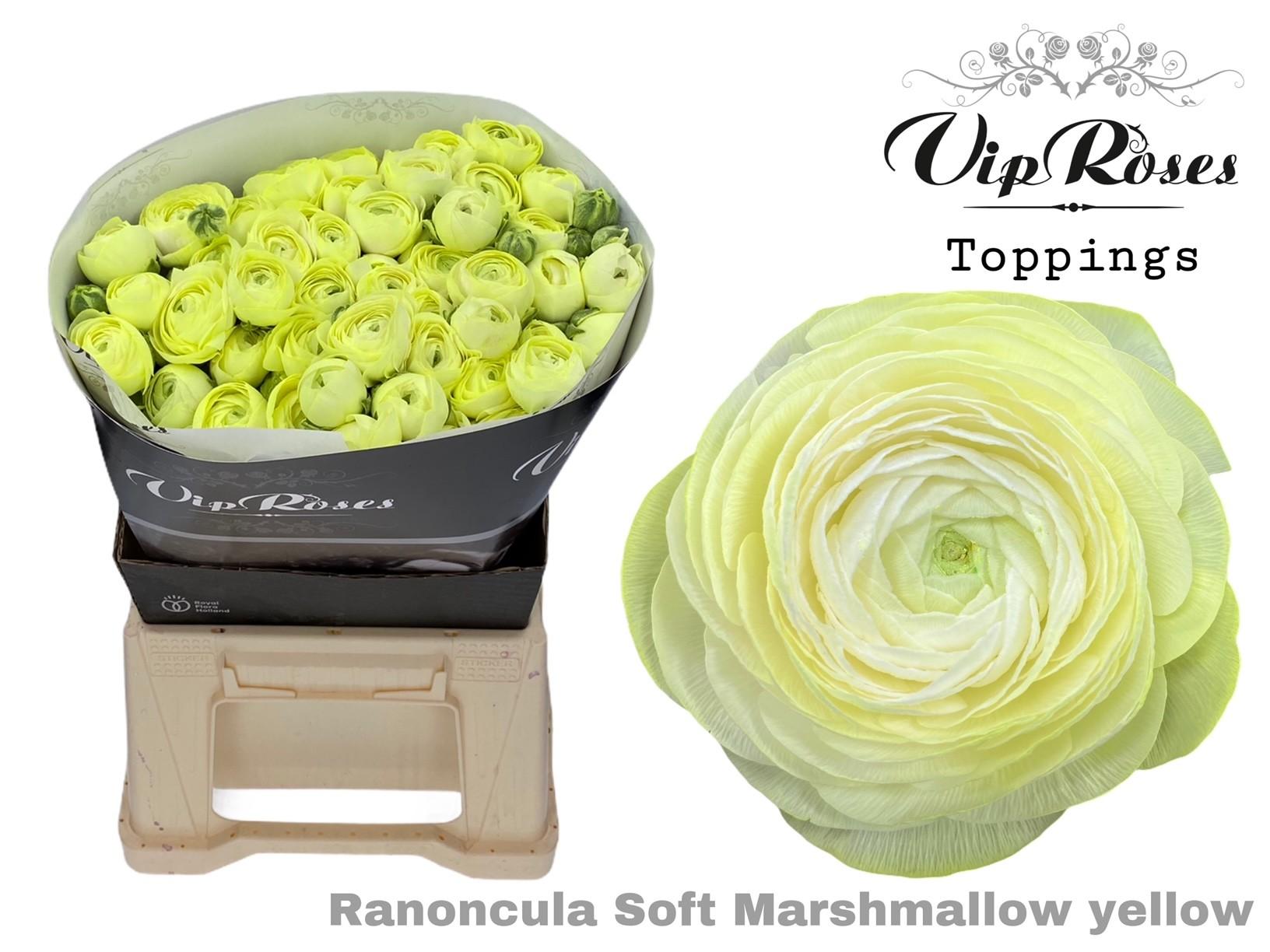 Срезанные цветы оптом Ranunculus marshmallow grey от 30шт из Голландии с доставкой по России