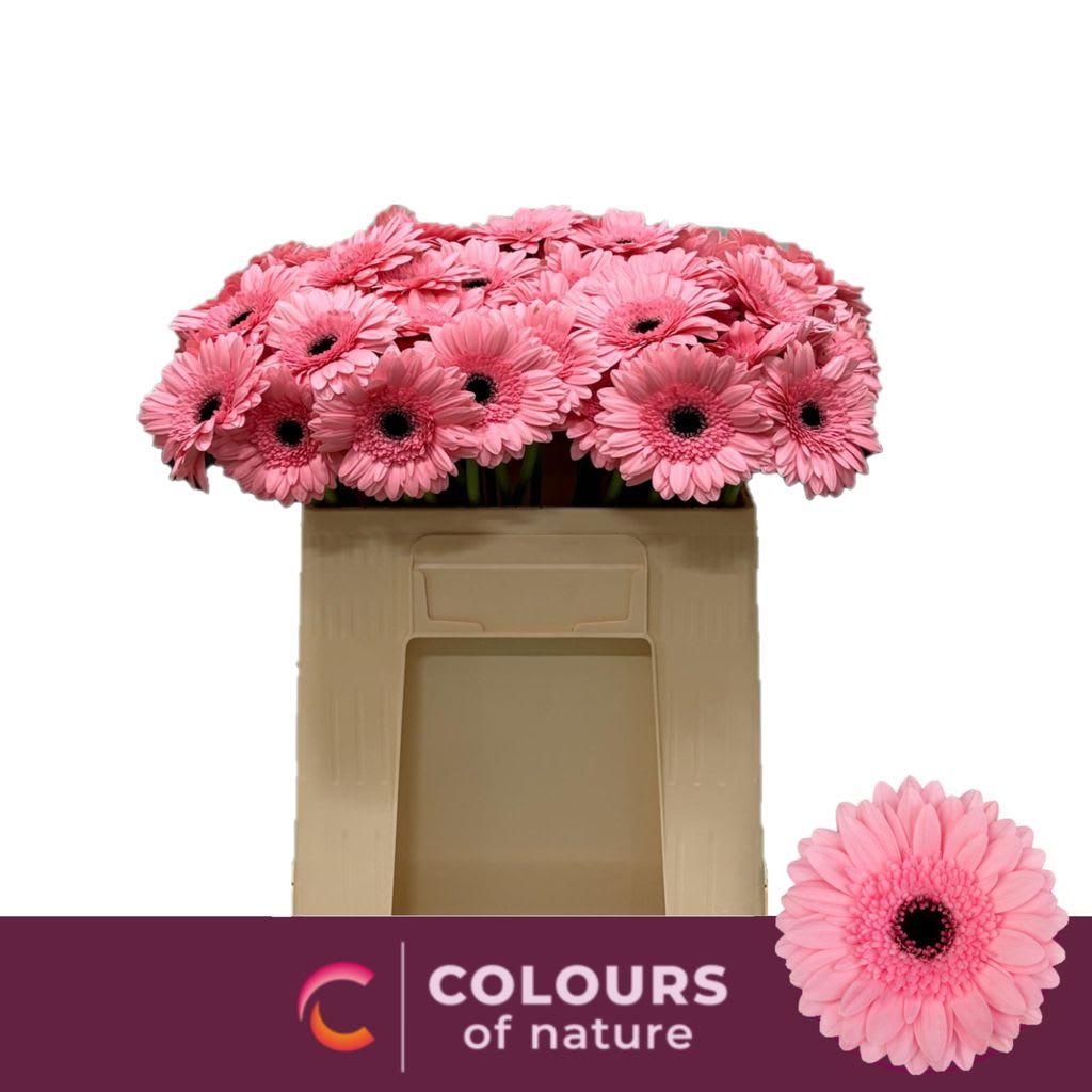 Срезанные цветы оптом Germini maeve от 80шт из Голландии с доставкой по России