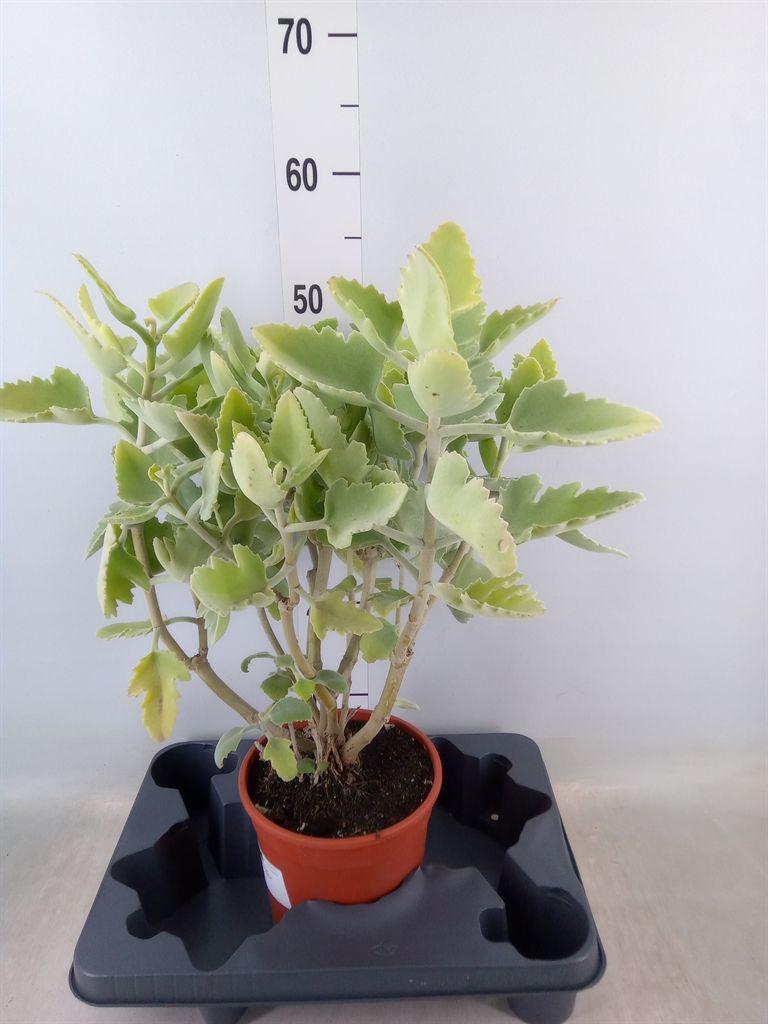 Горшечные цветы и растения оптом Kalanchoe Nf Beharensis от 2шт из Голландии с доставкой по России