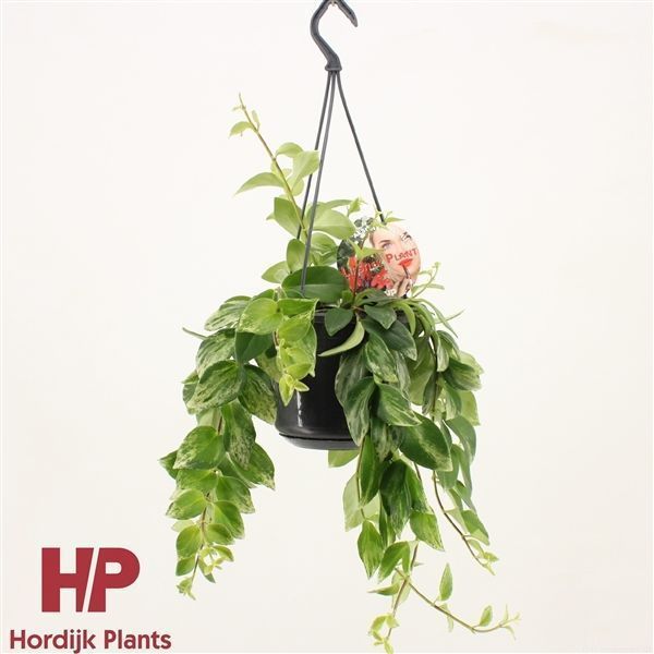 Горшечные цветы и растения оптом Aeschynanthus Lobbianus Variegatus Hanging Pot от 7шт из Голландии с доставкой по России