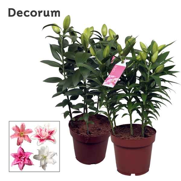 Горшечные цветы и растения оптом Lilium Or Roselily Mix 5pp (decorum) от 5шт из Голландии с доставкой по России