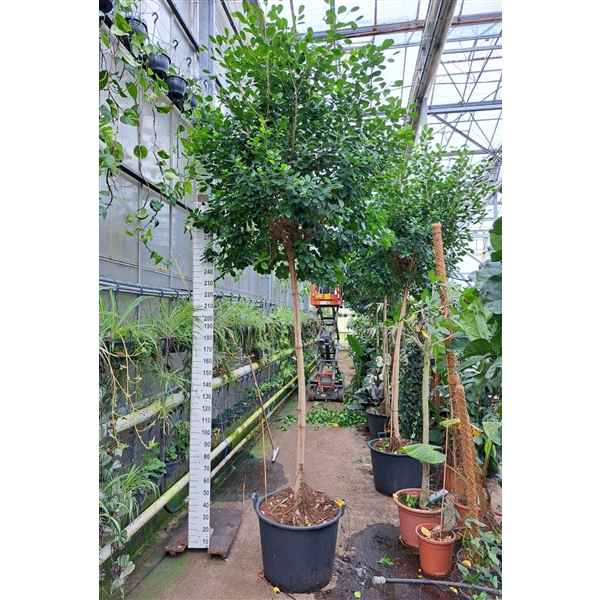 Горшечные цветы и растения оптом Ficus Moclame On Stem от 1шт из Голландии с доставкой по России