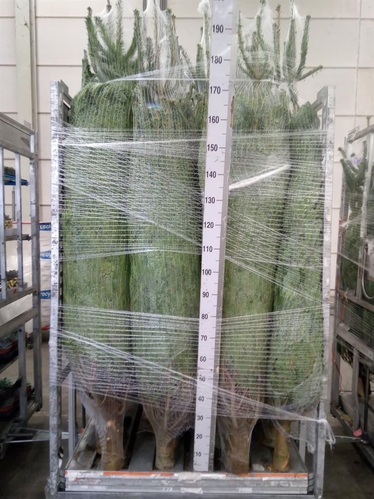 Горшечные цветы и растения оптом Abies Nordman. от 1шт из Голландии с доставкой по России