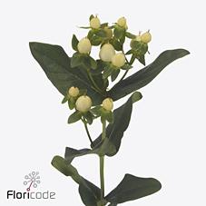 Срезанные цветы оптом Hypericum mag white princes от 100шт из Голландии с доставкой по России