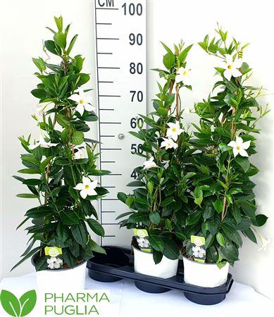 Горшечные цветы и растения оптом Mande Rio White 80cm от 3шт из Голландии с доставкой по России