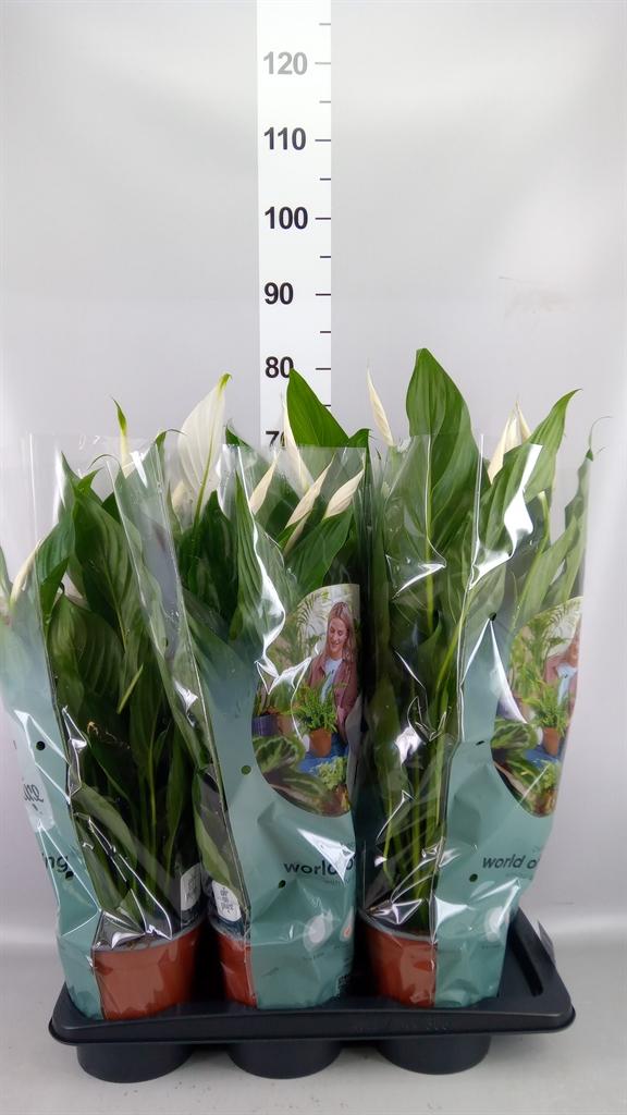 Горшечные цветы и растения оптом Spathiphyllum bingo Cupido от 6шт из Голландии с доставкой по России