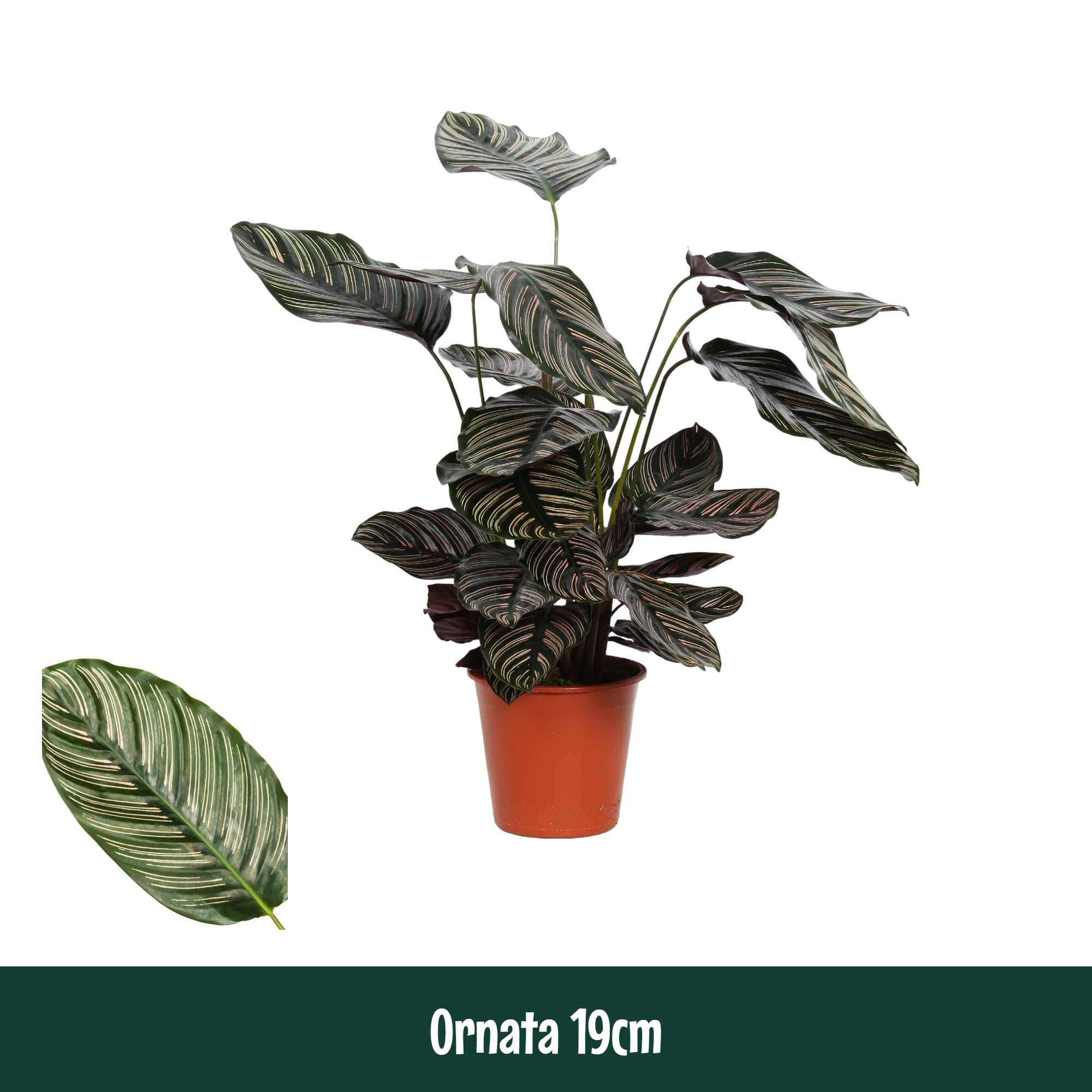 Горшечные цветы и растения оптом Calathea Ornata от 1шт из Голландии с доставкой по России