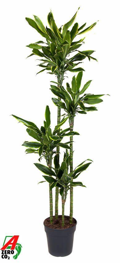 Горшечные цветы и растения оптом Drac Gold Coast 120-90-60-30 от 1шт из Голландии с доставкой по России