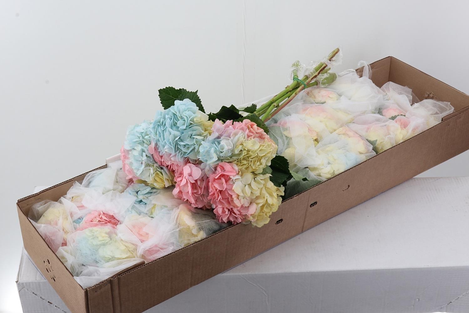 Срезанные цветы оптом Hydrangea box mix pastel от 30шт из Голландии с доставкой по России