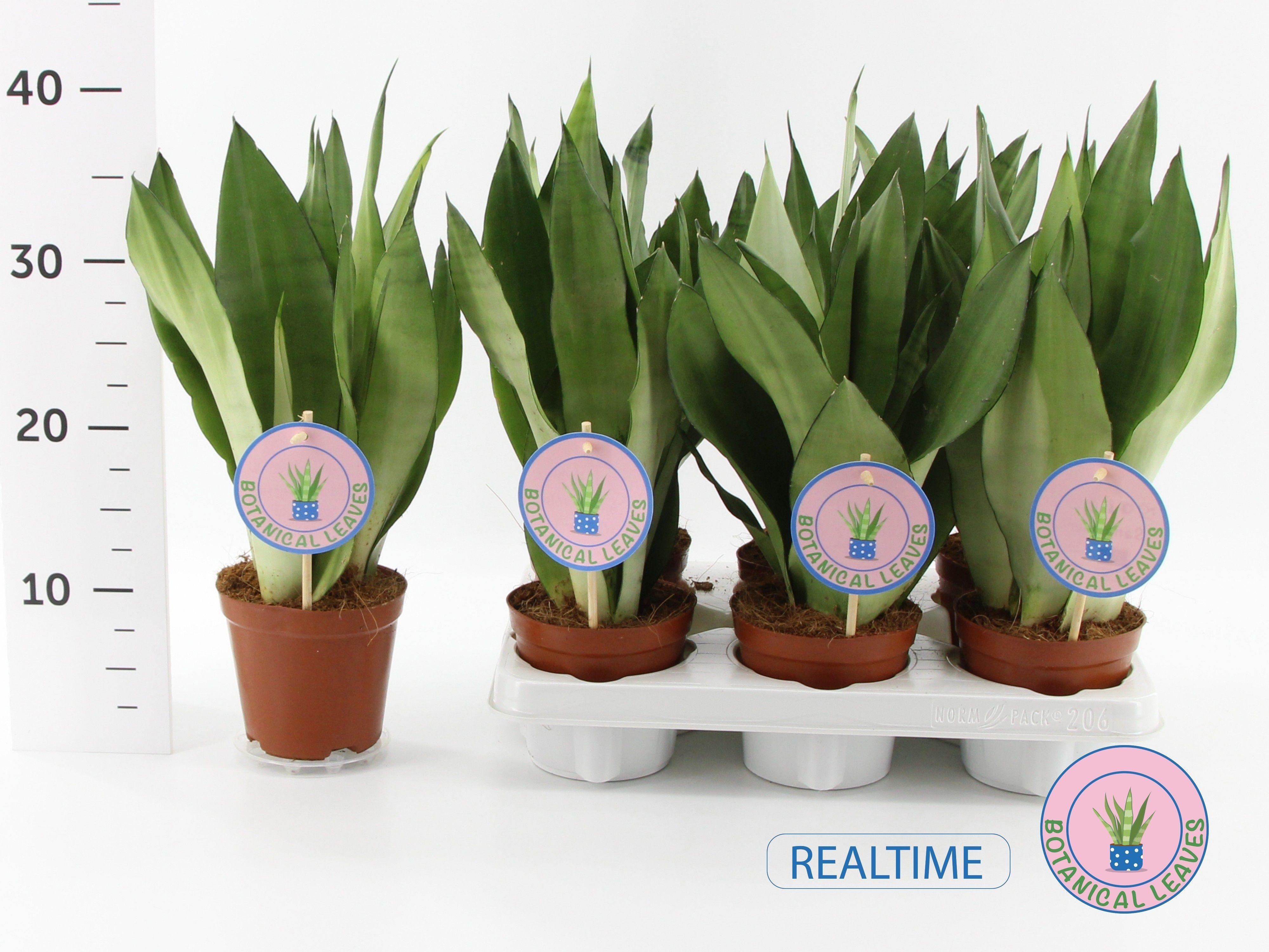 Горшечные цветы и растения оптом Sansev Moonshine от 6шт из Голландии с доставкой по России