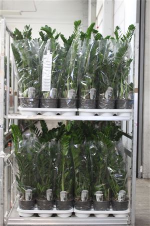 Горшечные цветы и растения оптом Zamio Zamiifolia 3-4+ P19 от 3шт из Голландии с доставкой по России