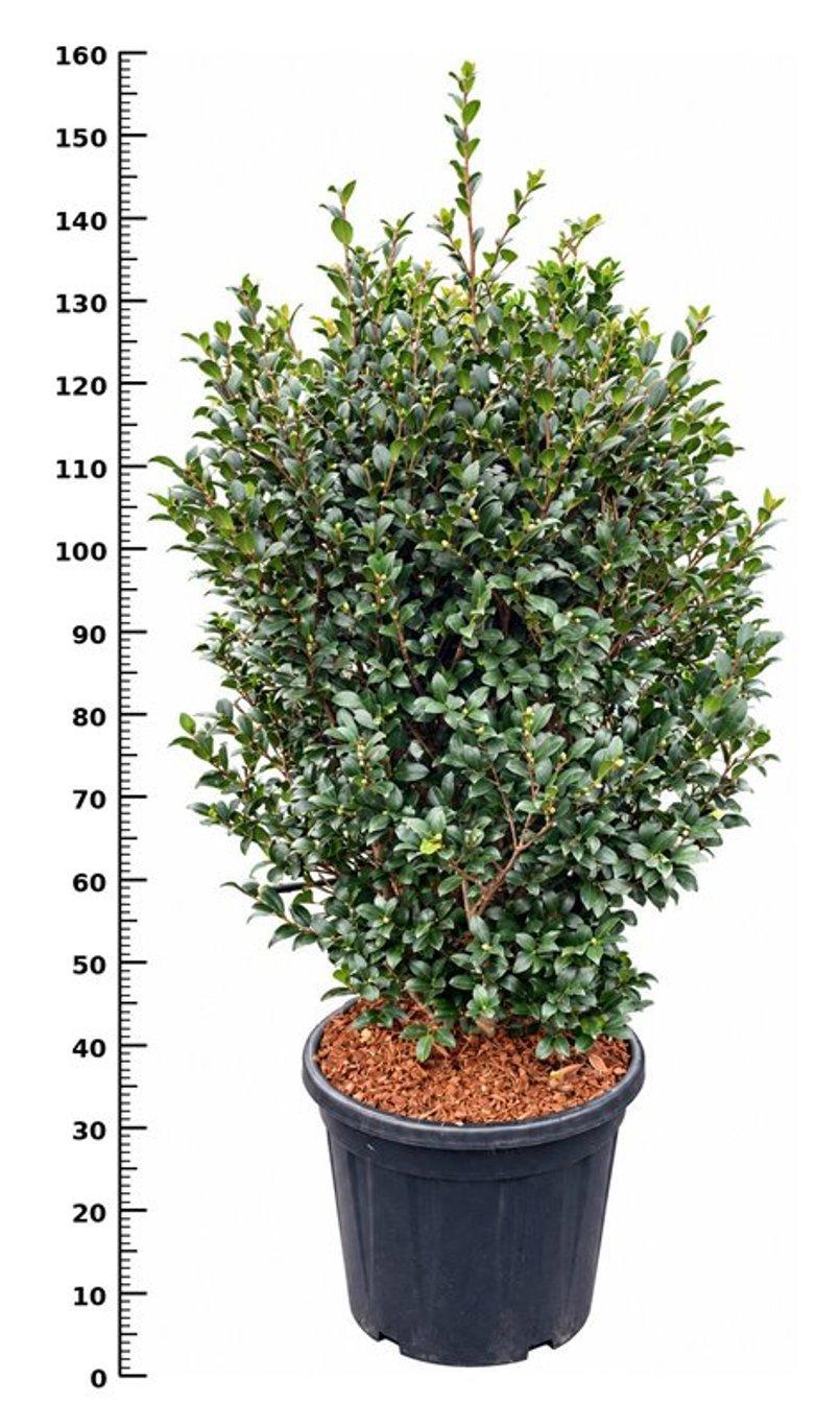 Горшечные цветы и растения оптом Camellia Vernalis yuletide от 1шт из Голландии с доставкой по России
