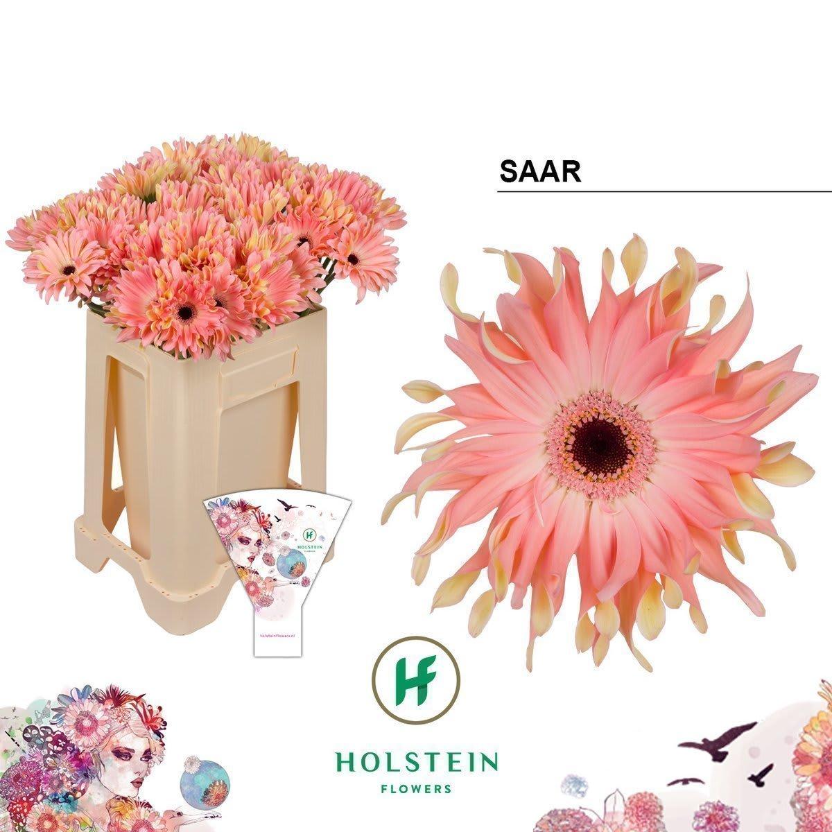 Срезанные цветы оптом Gerbera gerpasta saar от 40шт из Голландии с доставкой по России