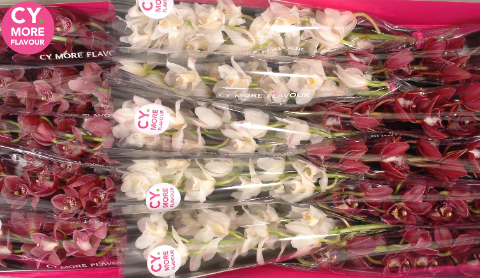 Срезанные цветы оптом Minicymbidium mix love от 8шт. из Голландии с доставкой по России