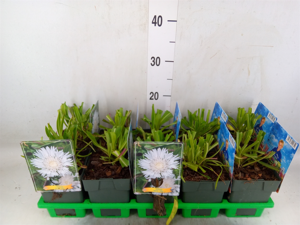 Горшечные цветы и растения оптом Stokesia Laevis от 10шт из Голландии с доставкой по России