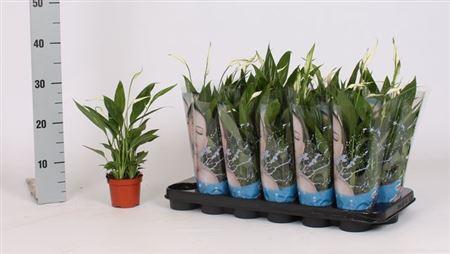 Горшечные цветы и растения оптом Spath Alana 5+ от 18шт (для телеги) из Голландии с доставкой по России