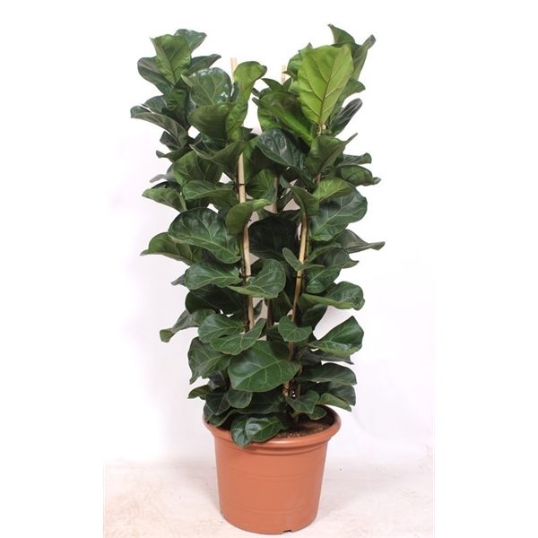 Горшечные цветы и растения оптом Ficus Lyrata Bambino 6pp от 1шт из Голландии с доставкой по России