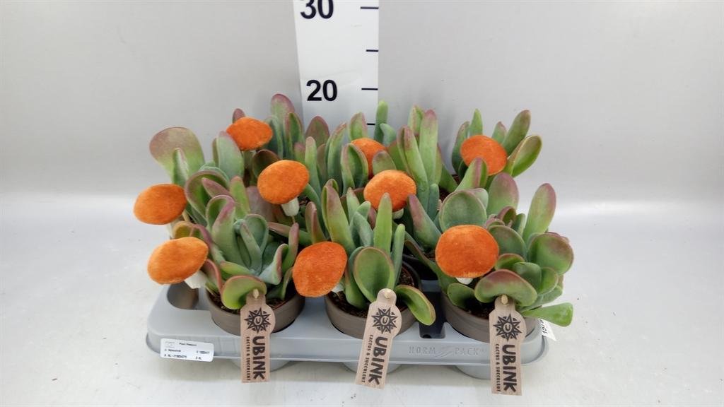 Горшечные цветы и растения оптом Kalanchoe Nf ... от 9шт из Голландии с доставкой по России