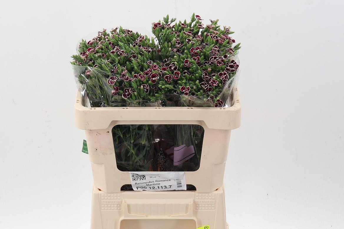 Срезанные цветы оптом Dianthus sp raffine petit faye от 80шт из Голландии с доставкой по России