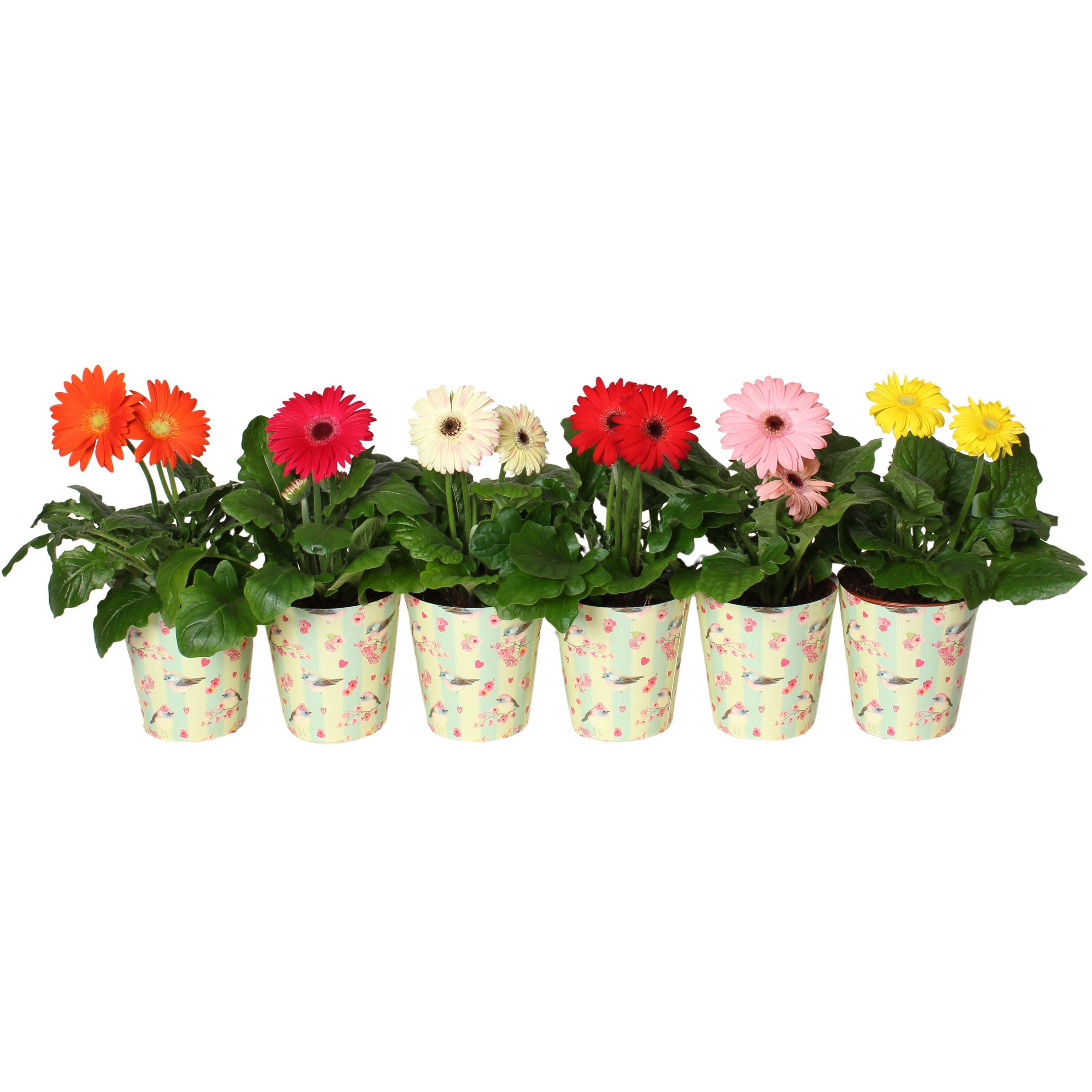 Горшечные цветы и растения оптом Gerbera Mix 2+ In Flower Heart Cup от 1шт (для телеги) из Голландии с доставкой по России