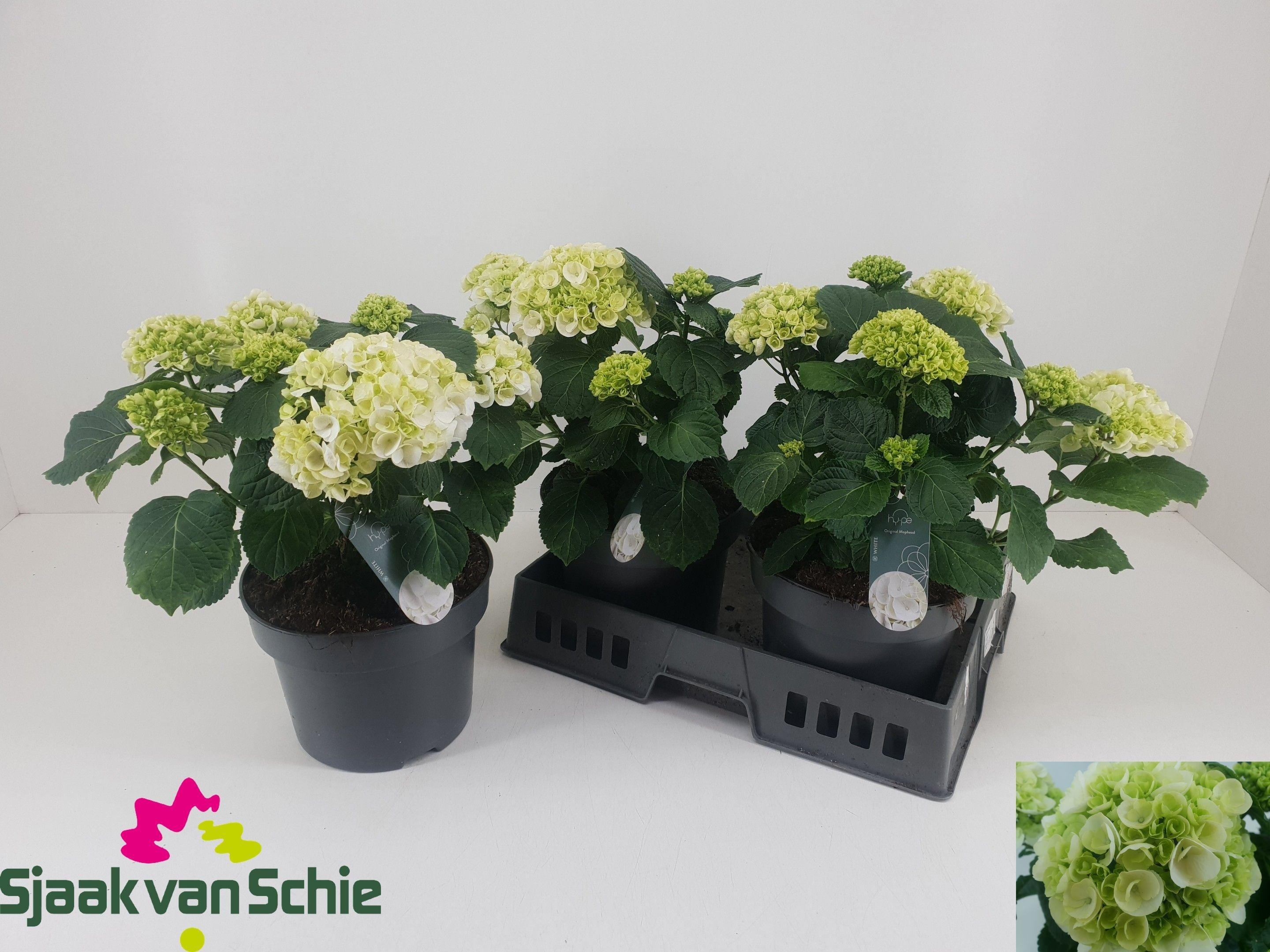 Горшечные цветы и растения оптом Hydr M Ov от 3шт из Голландии с доставкой по России