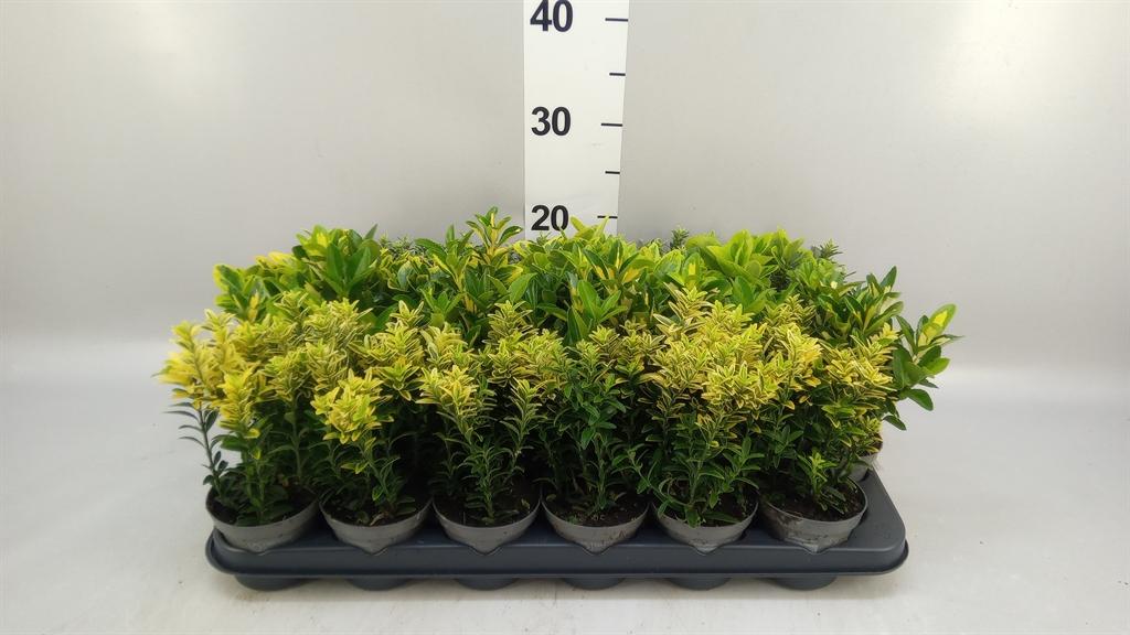 Горшечные цветы и растения оптом Euonymus Japon. ...mix от 24шт (для телеги) из Голландии с доставкой по России