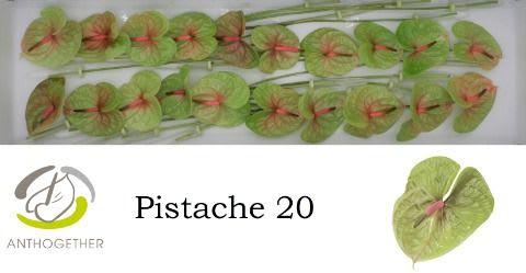 Срезанные цветы оптом Anthurium pistache от 20шт из Голландии с доставкой по России
