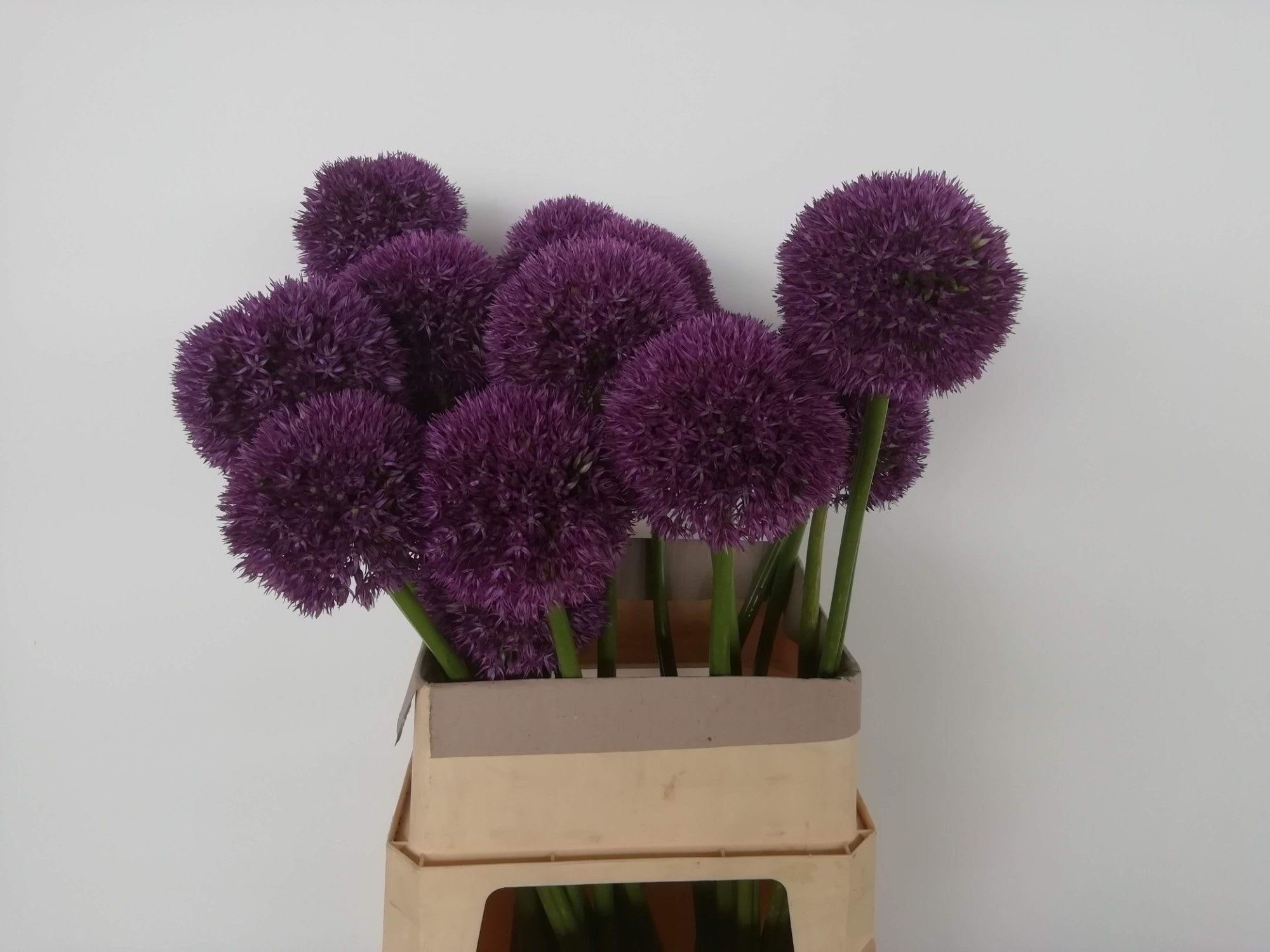 Срезанные цветы оптом Allium big flower от 28шт.. из Голландии с доставкой по России