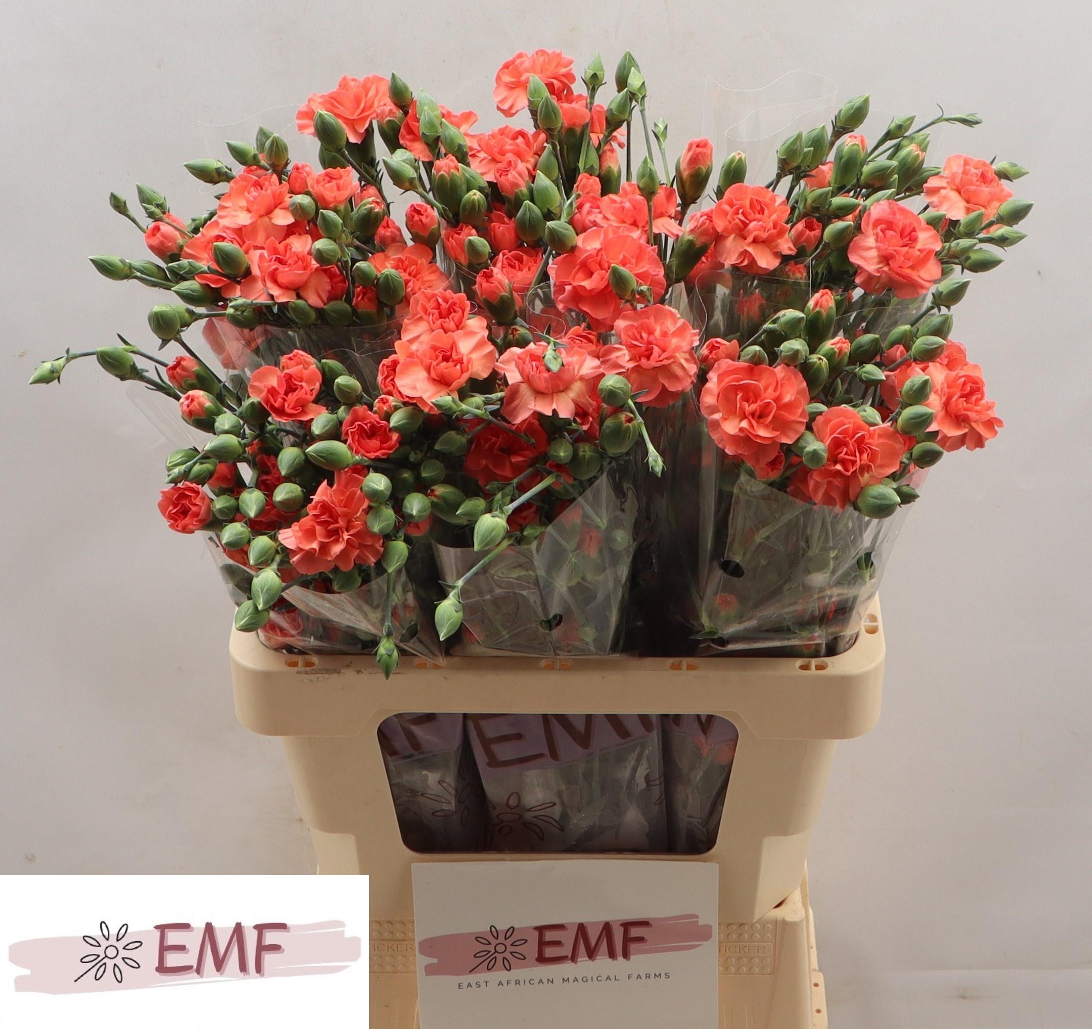 Срезанные цветы оптом Dianthus sp orange amelie от 60шт из Голландии с доставкой по России