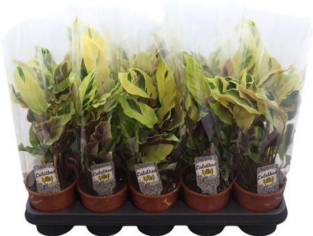 Горшечные цветы и растения оптом Calathea Fusion Yellow от 10шт из Голландии с доставкой по России
