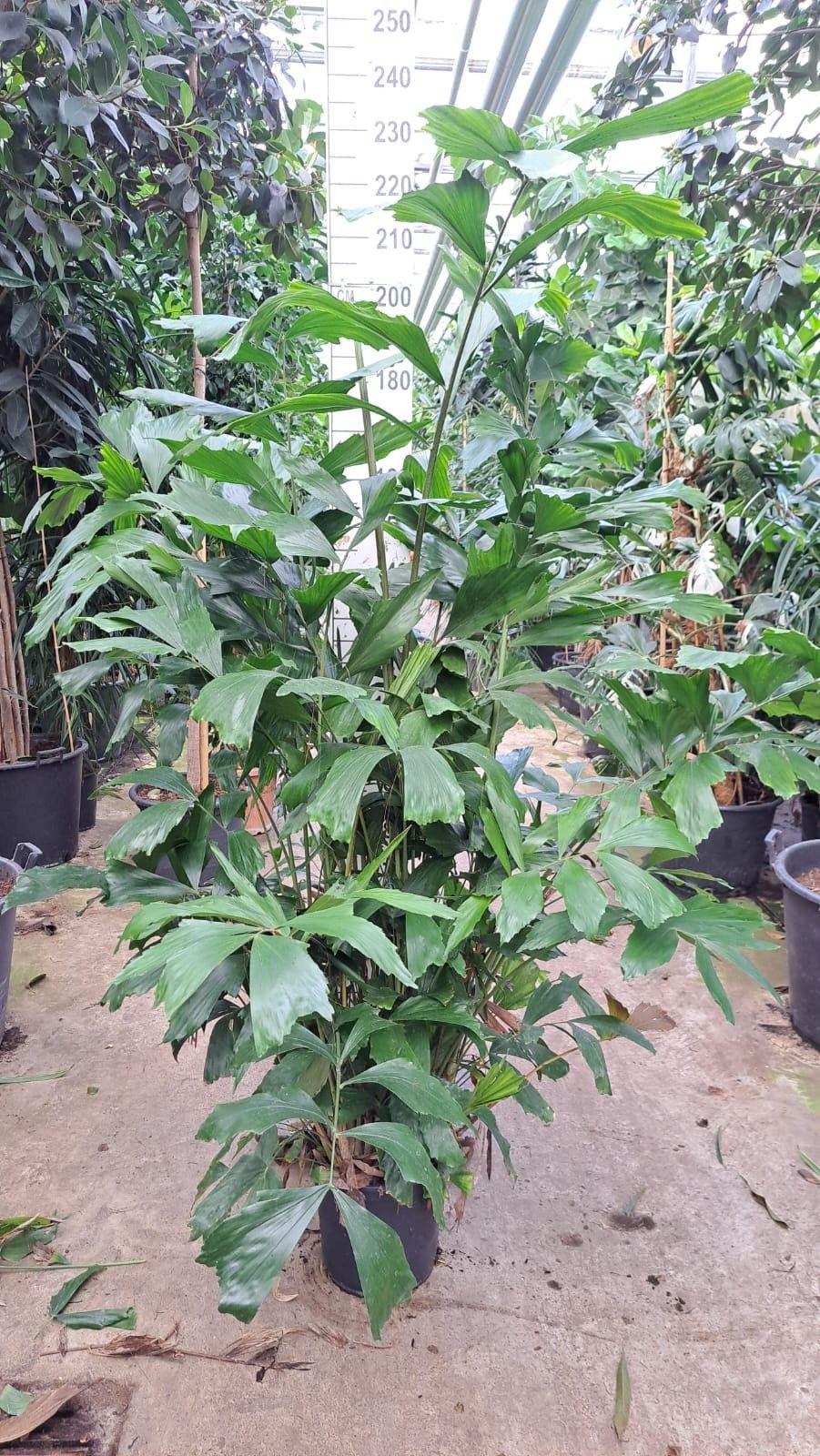 Горшечные цветы и растения оптом Caryota Bush от 1шт из Голландии с доставкой по России