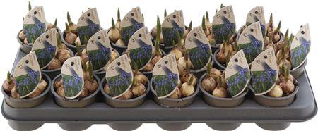 Горшечные цветы и растения оптом Muscar Blauw X18 от 18шт (для телеги) из Голландии с доставкой по России