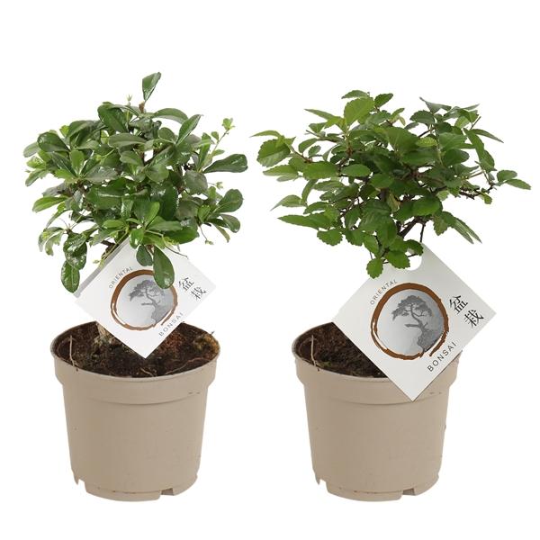 Горшечные цветы и растения оптом Bonsai Mix Carbon Free Plastic Po от 6шт из Голландии с доставкой по России Горшечные цветы и растения оптом Bonsai Mix Carbon Free Plastic Po от 6шт из Голландии с доставкой по России