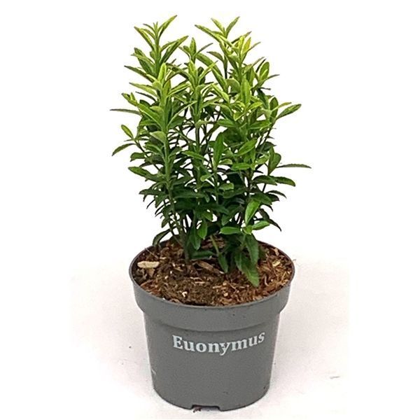 Горшечные цветы и растения оптом Euonymus Jap. Micro Variegatus от 10шт из Голландии с доставкой по России