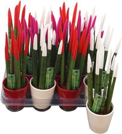 Горшечные цветы и растения оптом Sans Cyl Velvet Touch Keramiek Tainte от 11шт (для телеги) из Голландии с доставкой по России