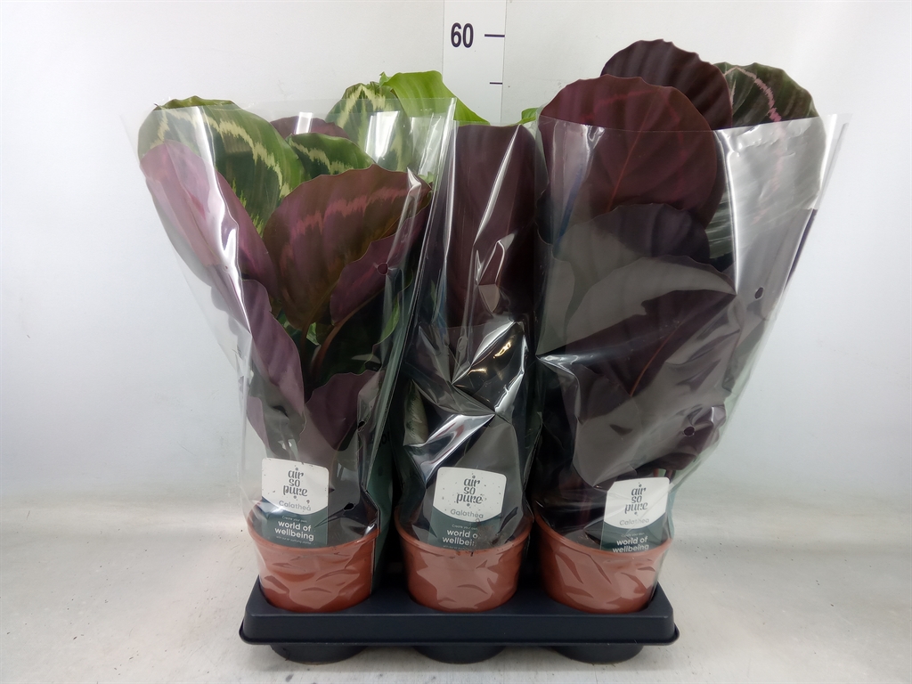 Горшечные цветы и растения оптом Calathea Roseopicta   ...mix от 6шт из Голландии с доставкой по России