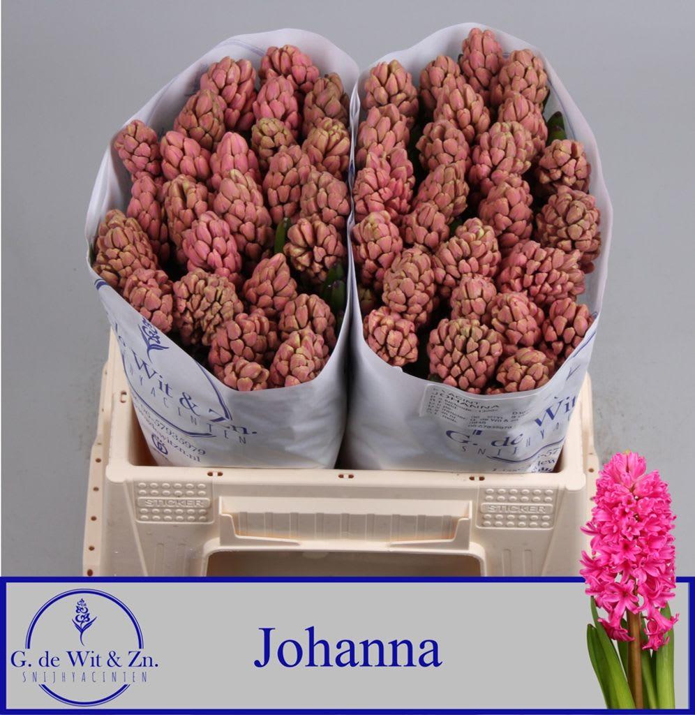 Срезанные цветы оптом Hyacinthus johanna от 50шт из Голландии с доставкой по России
