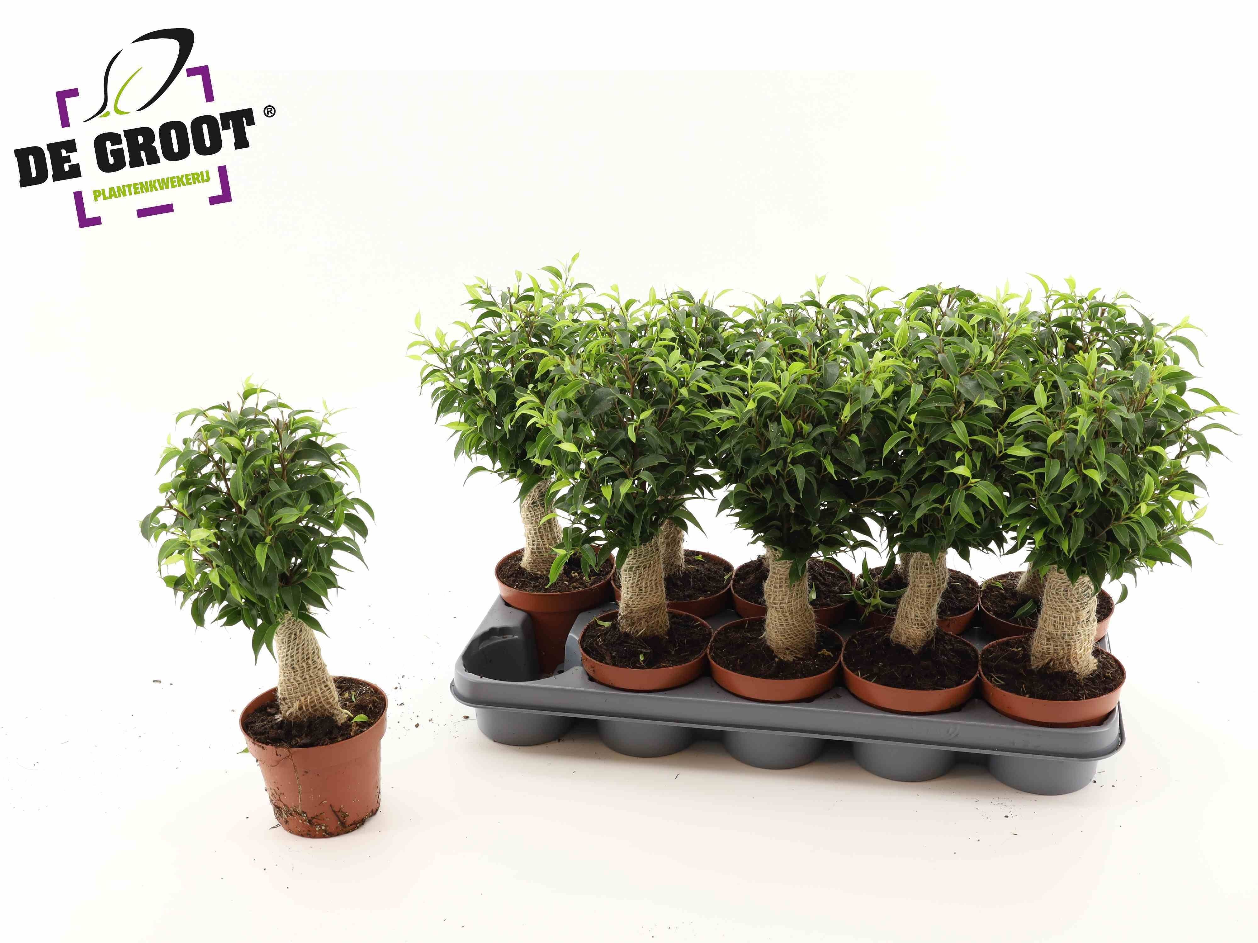 Горшечные цветы и растения оптом Fic Be Natasja от 10шт из Голландии с доставкой по России