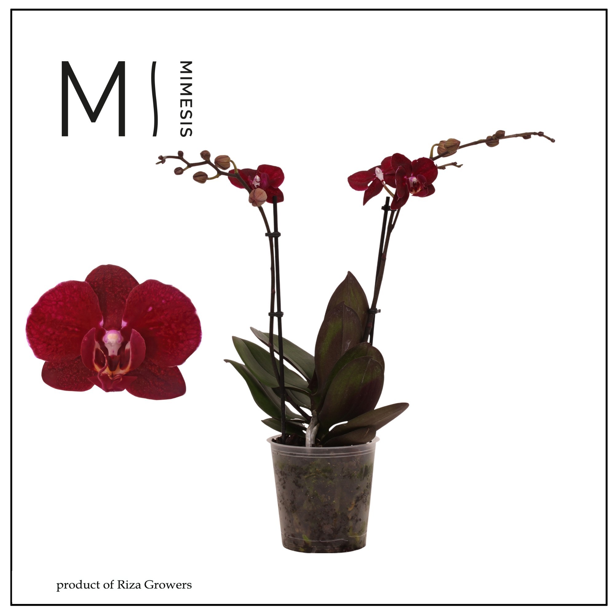 Горшечные цветы и растения оптом Phalaenopsis Cartagena 2 Spike – 12cm | Mimesis от 10шт из Голландии с доставкой по России